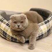 Cuccia per gatti: migliori cucce, lettini, cuscini e amache